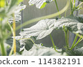 Green organic cucumbers in a glass house 114382191