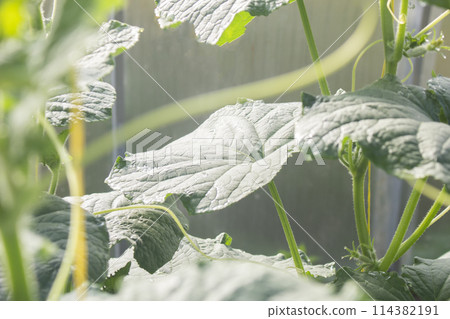 Green organic cucumbers in a glass house 114382191