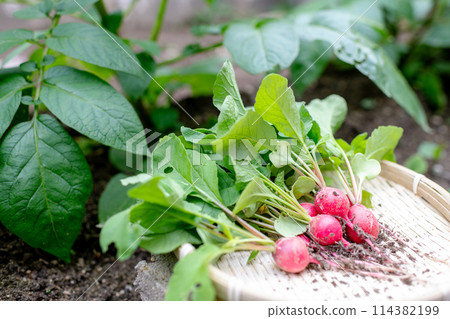 Freshly harvested, pesticide-free radishes on a colander Freshly harvested, pesticide-free radishes on a colander 114382199