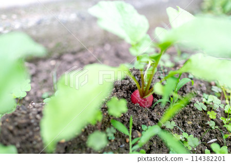 Organically grown radishes ready for harvest 114382201