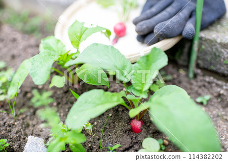 Organically grown radishes ready for harvest 114382202