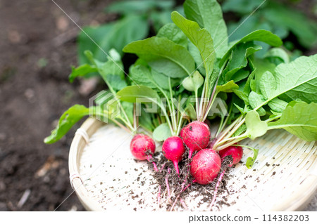 新鮮收穫的無農藥蘿蔔放入濾鍋中 新鮮收穫的無農藥蘿蔔放入濾鍋中 114382203