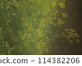 Dill green growing plant thriving in a second year 114382206