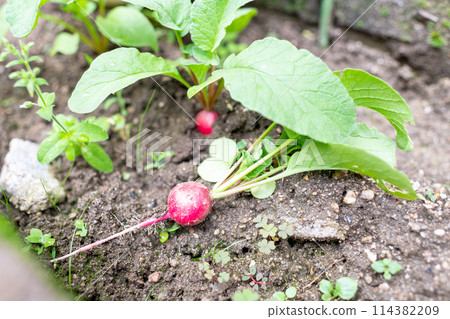 Organic radishes that have been pulled out and placed in the ground for harvest 114382209