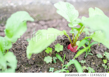 Pesticide-free radishes just before harvesting Pesticide-free radishes just before harvesting 114382212