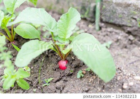 Organically grown radishes ready for harvest 114382213