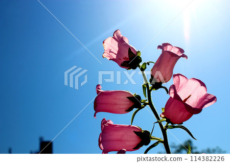 藍天映襯下綻放的粉紅風鈴花【逆光】 114382226