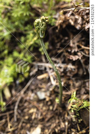 以山中野生蔬菜製成的天然蕨菜 114382263