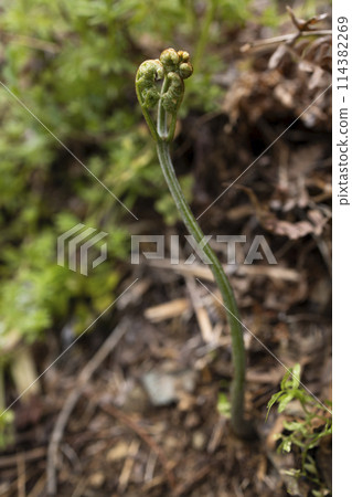 Natural bracken, a wild vegetable that grows in the mountains Natural bracken, a wild vegetable that grows in the mountains 114382269