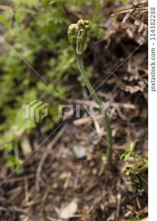 以山中野生蔬菜製成的天然蕨菜 114382288