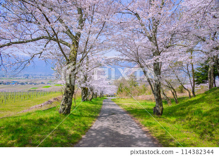 Cherry blossom trees in Uyama [Ikeda Town, Kitaazumi District] 114382344