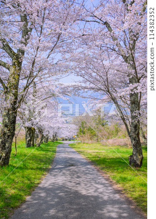 宇山的櫻花樹【北安地區池田町】 114382352