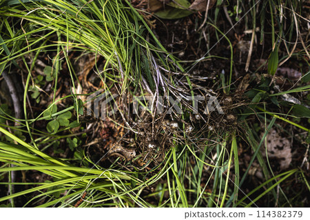 野花生長 114382379