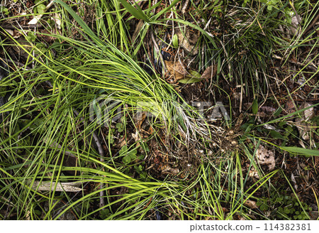 野花生長 114382381