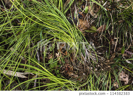 Wild grass growing Wild grass growing 114382383