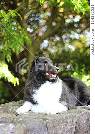 A dog (Sheltie) looking up with fresh green leaves in the background 114382521