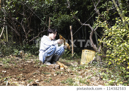 Children enjoying digging for bamboo shoots in spring Children enjoying digging for bamboo shoots in spring 114382583