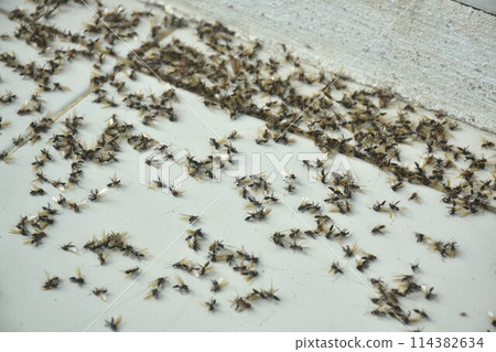death mayfly or winged termite flying after rain in night and die on home tile floor in morning 114382634