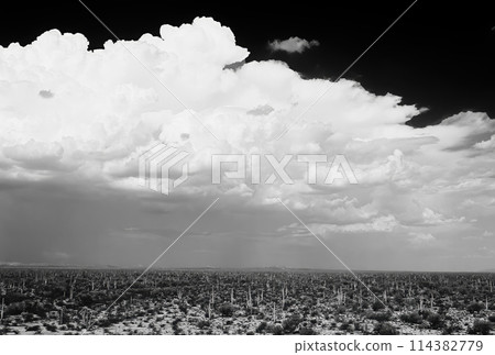 Black and White Sonora Desert Arizona Black and White Sonora Desert Arizona 114382779