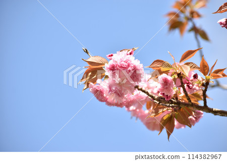 深粉色的重瓣櫻花在藍天的襯托下熠熠生輝 114382967