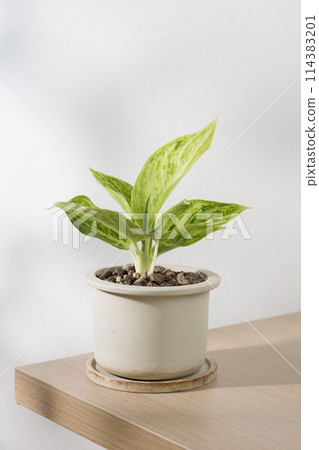 Aglaonema sp. Rapngoenrapthong or the Chinese Evergreen 114383201