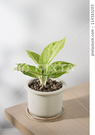 Aglaonema sp. Rapngoenrapthong or the Chinese Evergreen 114383203