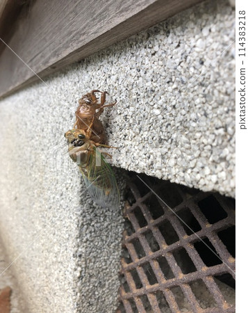 A bear cicada that has just emerged A bear cicada that has just emerged 114383218