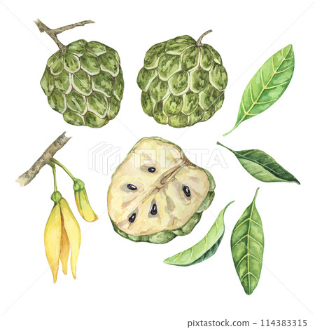 Ripe green whole and half cherimoya exotic fruit with leaves and flowers. Hand drawn watercolor illustration of custard apple, sugar sweet apple for printing, packaging, organic products, scrapbooking Ripe green whole and half cherimoya exotic fruit with leaves and flowers. Hand drawn watercolor illustration of custard apple, sugar sweet apple for printing, packaging, organic products, scrapbooking 114383315