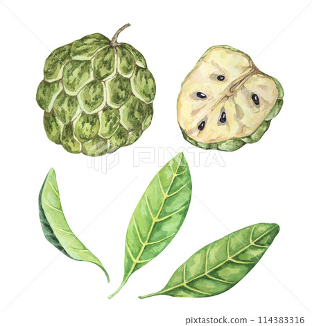 Green cherimoya exotic fruit with leaves. Hand drawn watercolor illustration of custard apple, sugar sweet apple foliage clipart for printing, packaging, organic products, scrapbooking, stickers Green cherimoya exotic fruit with leaves. Hand drawn watercolor illustration of custard apple, sugar sweet apple foliage clipart for printing, packaging, organic products, scrapbooking, stickers 114383316