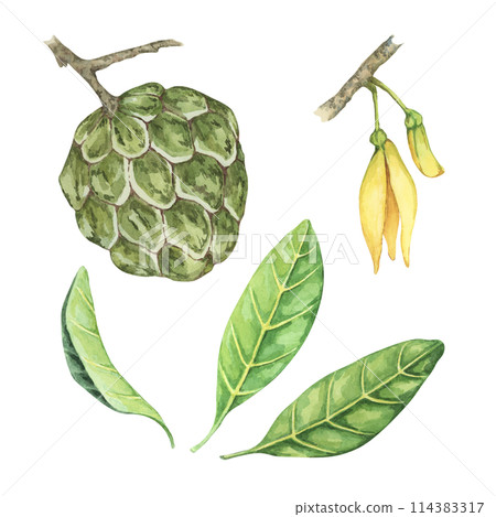 Ripe green whole and half cherimoya exotic fruit with leaves and flowers. Hand drawn watercolor illustration of custard apple, sugar sweet apple for printing, packaging, organic products, scrapbooking 114383317