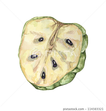 Ripe green cherimoya cut in half, exotic fruit flesh and seeds. Hand drawn watercolor illustration of custard apple, sugar sweet apple clipart for printing, packaging, organic products, scrapbooking 114383321