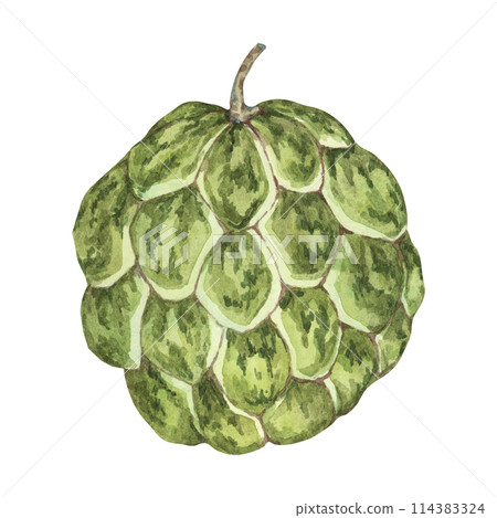 Ripe green cherimoya exotic fruit artwork. Hand drawn watercolor illustration of custard apple, sugar sweet apple clipart for printing, packaging, organic products, scrapbooking, stickers Ripe green cherimoya exotic fruit artwork. Hand drawn watercolor illustration of custard apple, sugar sweet apple clipart for printing, packaging, organic products, scrapbooking, stickers 114383324