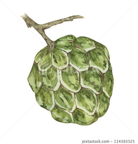 Ripe green cherimoya exotic fruit on tree brunch. Hand drawn watercolor illustration of custard apple, sugar sweet apple clipart for printing, packaging, organic products, scrapbooking, stickers 114383325
