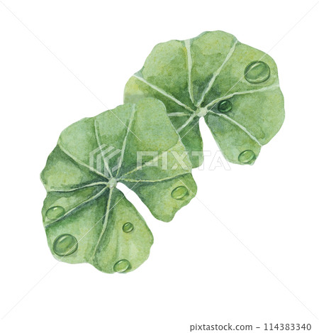 Centella asiatica leaves and dew drops . Hand drawn green gotu cola extract drops clipart, watercolor pennywort botanical illustration for cosmetics, stickers, packaging, beauty, dietary supplements Centella asiatica leaves and dew drops . Hand drawn green gotu cola extract drops clipart, watercolor pennywort botanical illustration for cosmetics, stickers, packaging, beauty, dietary supplements 114383340