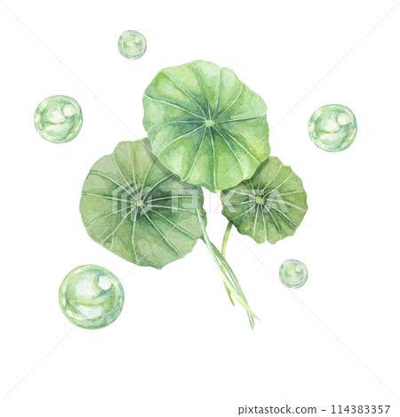 Centella asiatica and green bubbles . Hand drawn gotu cola extract spheres clipart, watercolor pennywort botanical illustration for cosmetics, stickers, packaging, beauty, herbal dietary supplements 114383357