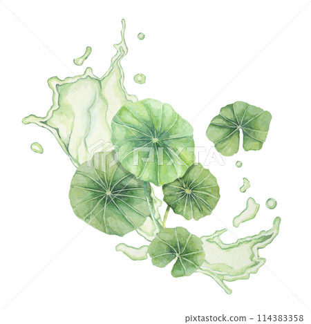 Centella asiatica and green liquid wave . Hand drawn gotu cola fluid splash clipart, watercolor pennywort juice botanical illustration for cosmetics, packaging, beauty, herbal dietary supplements Centella asiatica and green liquid wave . Hand drawn gotu cola fluid splash clipart, watercolor pennywort juice botanical illustration for cosmetics, packaging, beauty, herbal dietary supplements 114383358