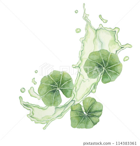Centella asiatica and green liquid wave . Hand drawn gotu cola fluid splash clipart, watercolor pennywort juice botanical illustration for cosmetics, packaging, beauty, herbal dietary supplements 114383361