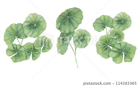 Centella asiatica, gotu cola green bouquets. Hand drawn Asiatic pennywort watercolor botanical illustration, isolated elements for cosmetics, packaging, beauty, labels, herbal dietary supplements 114383365