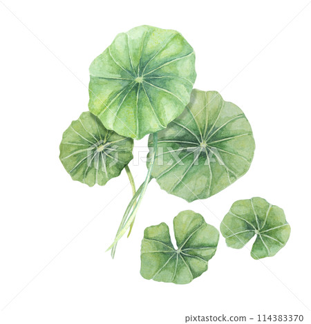 Centella asiatica, gotu cola green arrangement. Hand drawn Asiatic pennywort bouquet watercolor botanical illustration, isolated for cosmetics, packaging, beauty, labels, herbal dietary supplements Centella asiatica, gotu cola green arrangement. Hand drawn Asiatic pennywort bouquet watercolor botanical illustration, isolated for cosmetics, packaging, beauty, labels, herbal dietary supplements 114383370