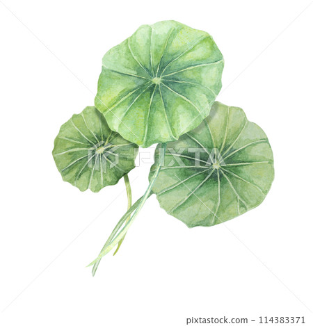 Centella asiatica, gotu cola green bouquet. Hand drawn Asiatic pennywort composition, watercolor botanical illustration, isolated for cosmetics, packaging, beauty, labels, sticker, dietary supplements Centella asiatica, gotu cola green bouquet. Hand drawn Asiatic pennywort composition, watercolor botanical illustration, isolated for cosmetics, packaging, beauty, labels, sticker, dietary supplements 114383371
