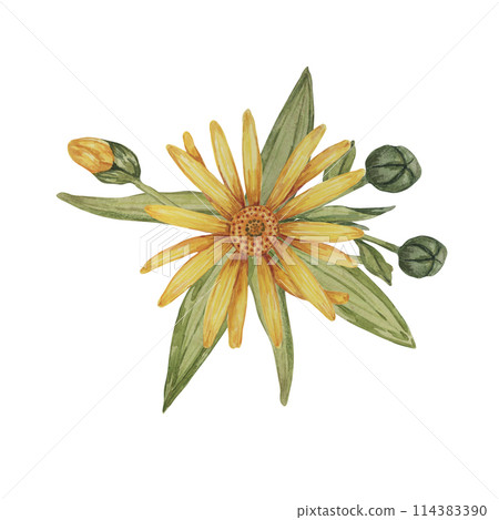 Perennial arnica montana plant in watercolor, hand drawn wolfsbane flowers in yellow and orange. Realistic mountain tobacco cliparts for packaging and print in cosmetics, herbal medicine, creams 114383390