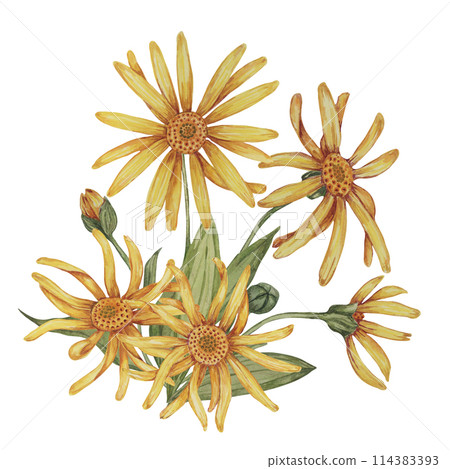Perennial arnica montana plant in watercolor, hand drawn wolfsbane flowers in yellow and orange. Realistic mountain tobacco cliparts for packaging and print in cosmetics, herbal medicine, creams Perennial arnica montana plant in watercolor, hand drawn wolfsbane flowers in yellow and orange. Realistic mountain tobacco cliparts for packaging and print in cosmetics, herbal medicine, creams 114383393
