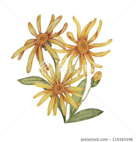 Perennial arnica montana plant in watercolor, hand drawn wolfsbane flowers in yellow and orange. Realistic mountain tobacco cliparts for packaging and print in cosmetics, herbal medicine, creams 114383396