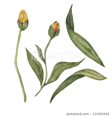 Set of flower buds and leaves of arnica montana flower. Parts of the mountain tobacco yellow plant. Hand drawn watercolor clipart for packaging and print in cosmetics, medicine, industry 114383402