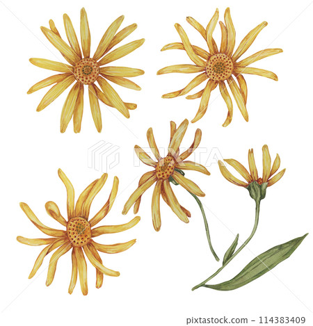 Set of elements of arnica montana flower. Parts of the mountain tobacco orange and yellow plant. Hand drawn watercolor clipart for packaging and print in cosmetics, herbal medicine, creams, ointments Set of elements of arnica montana flower. Parts of the mountain tobacco orange and yellow plant. Hand drawn watercolor clipart for packaging and print in cosmetics, herbal medicine, creams, ointments 114383409