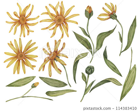 Set of elements of arnica montana flower. Parts of the mountain tobacco yellow plant with leaves. Hand drawn watercolor clipart for packaging and print in cosmetics, herbal medicine, creams, ointments 114383410