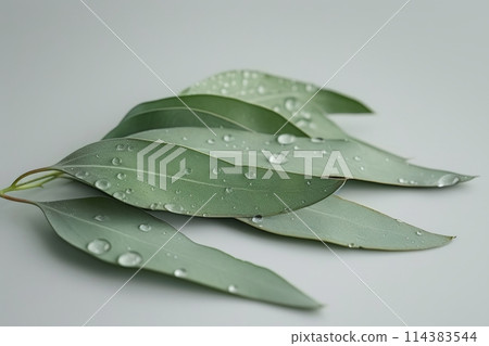 Green eucalyptus branch close up isolated on gray background Green eucalyptus branch close up isolated on gray background 114383544