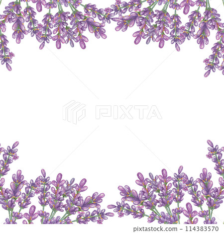 Lavender flowers, purple and violet square frame. Wildflower wreath, vintage floral design. Botanical hand drawn watercolor illustration template for wedding invitation, cards, gift tag, bridal design Lavender flowers, purple and violet square frame. Wildflower wreath, vintage floral design. Botanical hand drawn watercolor illustration template for wedding invitation, cards, gift tag, bridal design 114383570