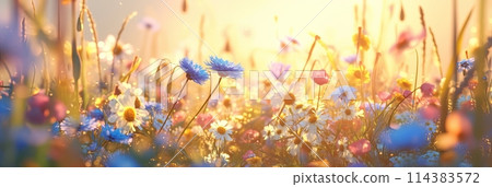Summer wild field with wildflowers daisies and cornflowers and poppies in the rays of the sun, banner Summer wild field with wildflowers daisies and cornflowers and poppies in the rays of the sun, banner 114383572