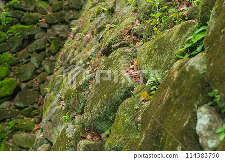 石牆影像 114383790